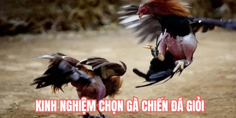 Chia sẻ các kinh nghiệm chọn chiến kê đá giỏi