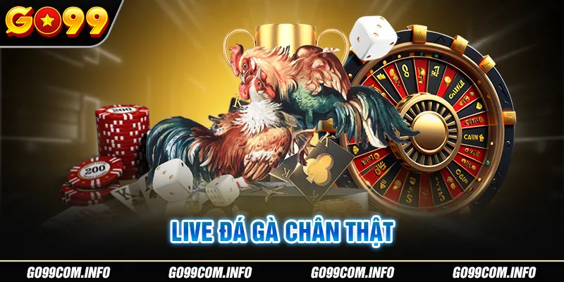 Hệ thống phát live đá gà online đẳng cấp hàng đầu thị trường